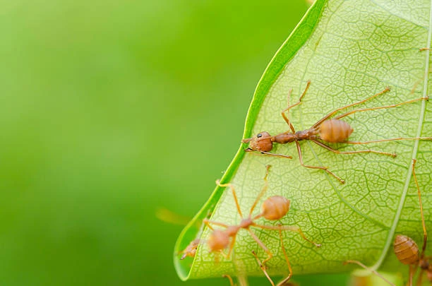 Controle de formigas cortadeiras em eucalipto