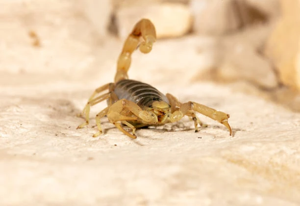 Dedetização para escorpião em São Paulo