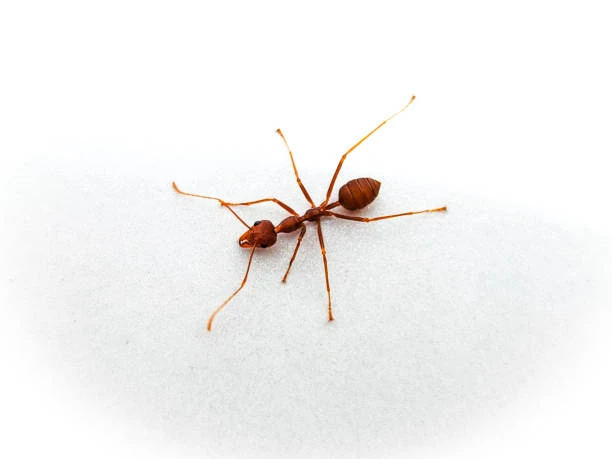 Dedetizadora especialista em formigas