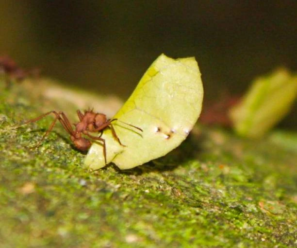 Dedetizadora especialista em formigas