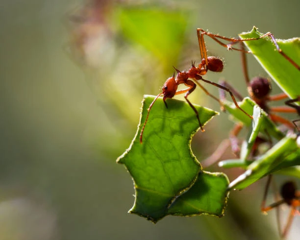 Desinsetização de formigas cortadeiras